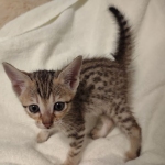 Savannah F-7SBT Male DOB 8-29-21