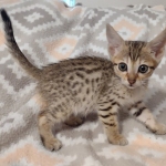 Savannah F-7SBT Male DOB 8-29-21