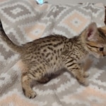 Savannah F-7SBT Male DOB 8-29-21