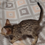 Savannah F-7SBT Male DOB 8-29-21