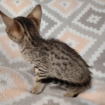 Savannah F-7SBT Male DOB 8-29-21