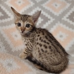 Savannah F-7SBT Male DOB 8-29-21