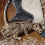 Abeo Savannah F-7SBT Male DOB 8-29-21