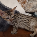 Savannah F-7SBT Male DOB 8-29-21