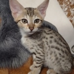 Savannah F-7SBT Male DOB 8-29-21