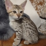 Savannah F-7SBT Male DOB 8-29-21