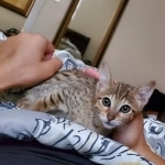 Abeo Savannah F-7SBT Male DOB 8-29-21