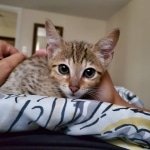 Abeo Savannah F-7SBT Male DOB 8-29-21