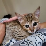 Abeo Savannah F-7SBT Male DOB 8-29-21