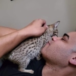 Abeo Savannah F-7SBT Male DOB 8-29-21