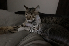 Sir Pouncealot, Savannah, F-7SBT Male #1 Silver DOB 8-16-18