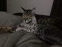 Sir Pouncealot, Savannah, F-7SBT Male #1 Silver DOB 8-16-18