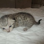 Savannah, F-7SBT, Male, DOB 8-16-18