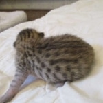 Savannah, F-7SBT, Male, DOB 8-16-18