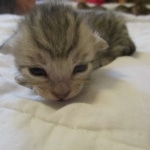 Savannah, F-7SBT, Male, DOB 8-16-18