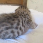 Savannah, F-7SBT, Male, DOB 8-16-18