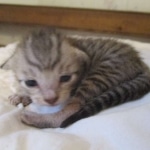 Savannah, F-7SBT, Male, DOB 8-16-18