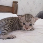 Savannah, F-7SBT, Male, DOB 8-16-18