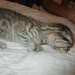 Savannah, F-7SBT, Male, DOB 8-16-18