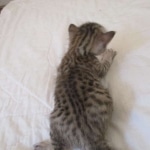 Savannah, F-7SBT, Male, DOB 8-16-18