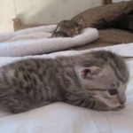 Savannah, F-7SBT, Male, DOB 8-16-18