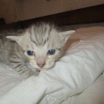 Savannah, F-7SBT, Male, DOB 8-16-18