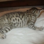 Savannah, F-7SBT, Male, DOB 8-16-18