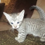 Savannah, F-7SBT, Male, DOB 8-16-18