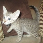 Savannah, F-7SBT, Male, DOB 8-16-18