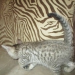 Savannah, F-7SBT, Male, DOB 8-16-18