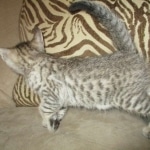 Savannah, F-7SBT, Male, DOB 8-16-18