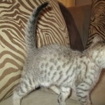 Savannah, F-7SBT, Male, DOB 8-16-18