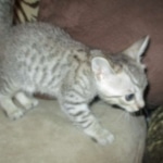 Savannah, F-7SBT, Male, DOB 8-16-18