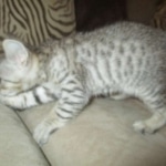 Spock, Savannah, F-7SBT, Male, DOB 8-16-18