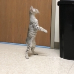 Spock, Savannah, F-7SBT, Male, DOB 8-16-18