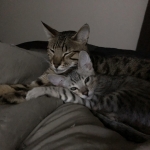 Spock, Savannah, F-7SBT, Male, DOB 8-16-18