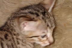 Savvy Savannah F-7SBT Male #1 DOB 3-11-21