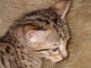 Savvy Savannah F-7SBT Male #1 DOB 3-11-21