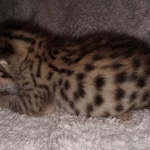 Savannah F-7SBT Male DOB 3-11-21