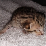 Savannah F-7SBT Male DOB 3-11-21