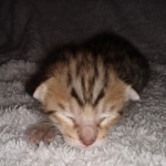 Savannah F-7SBT Male DOB 3-11-21