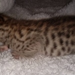 Savannah F-7SBT Male DOB 3-11-21