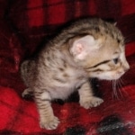 Savvy Savannah F-7SBT Male DOB 3-11-21