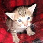 Savvy Savannah F-7SBT Male DOB 3-11-21