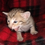 Savvy Savannah F-7SBT Male DOB 3-11-21