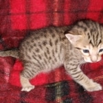 Savvy Savannah F-7SBT Male DOB 3-11-21