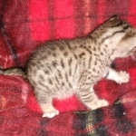 Savvy Savannah F-7SBT Male DOB 3-11-21