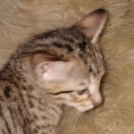 Savvy Savannah F-7SBT Male DOB 3-11-21