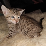 Savvy Savannah F-7SBT Male DOB 3-11-21