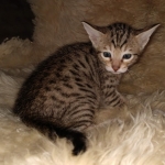 Savvy Savannah F-7SBT Male DOB 3-11-21